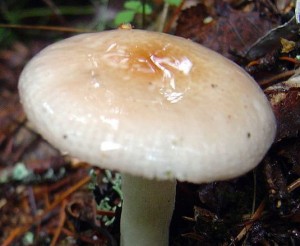 Holubinka velenovského Foto: Wikimedia, Autor: Thkgk