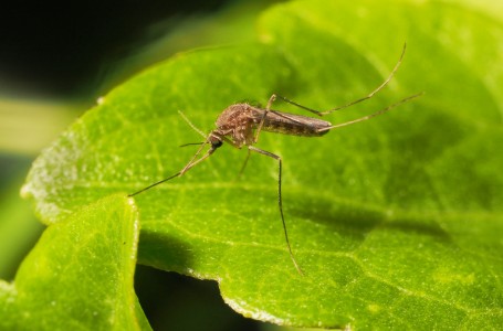 Koňská encefalomyelitida je velice vážné onemocnění Koňská encefalomyelitida je velice vážné onemocnění