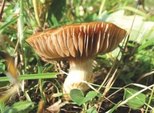 pavučinec osikový Foto: www.houbar.cz