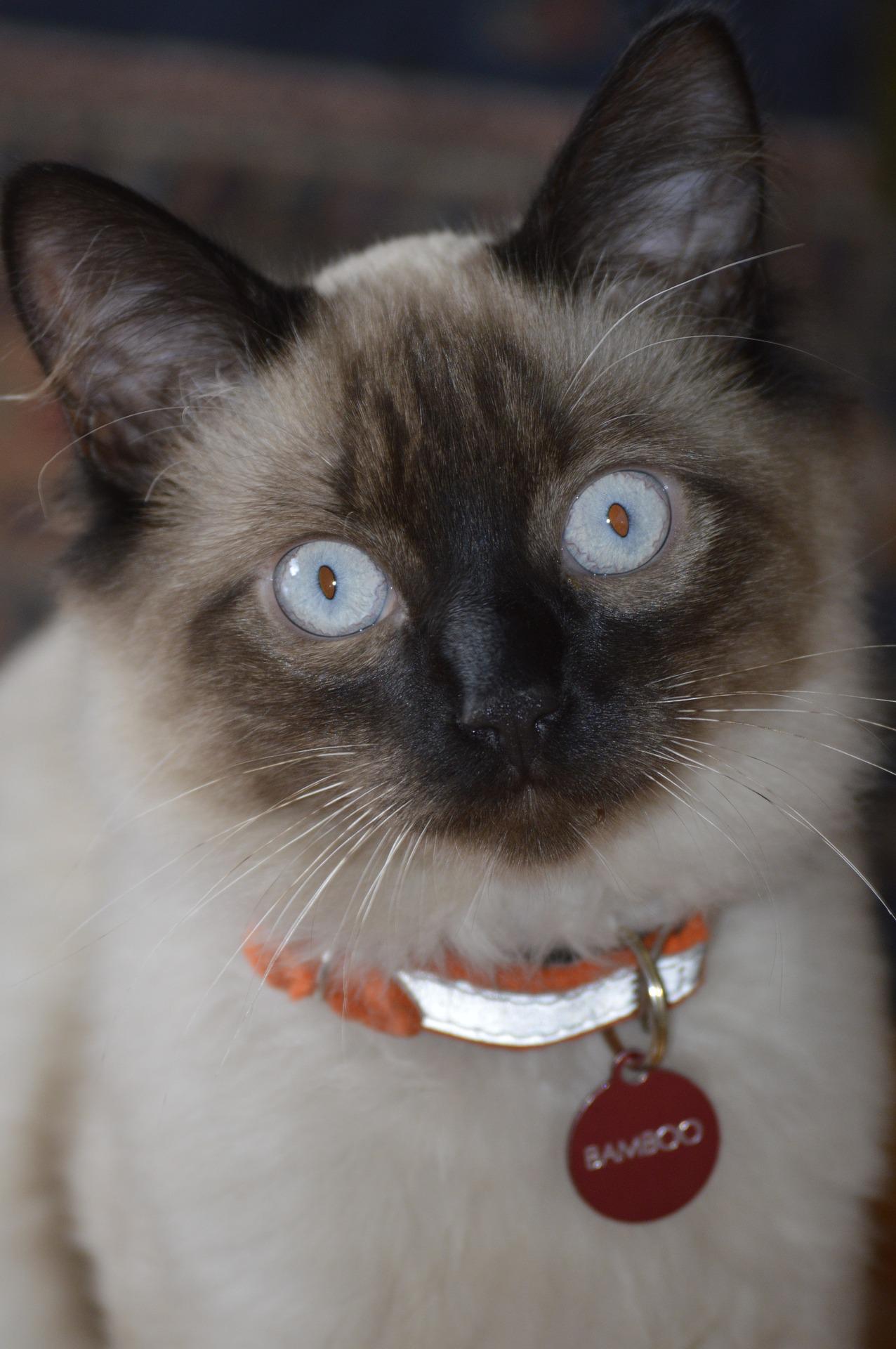 Balinéskou kočku můžete pro její inteligenci naučit i nejrůznějším trikům!