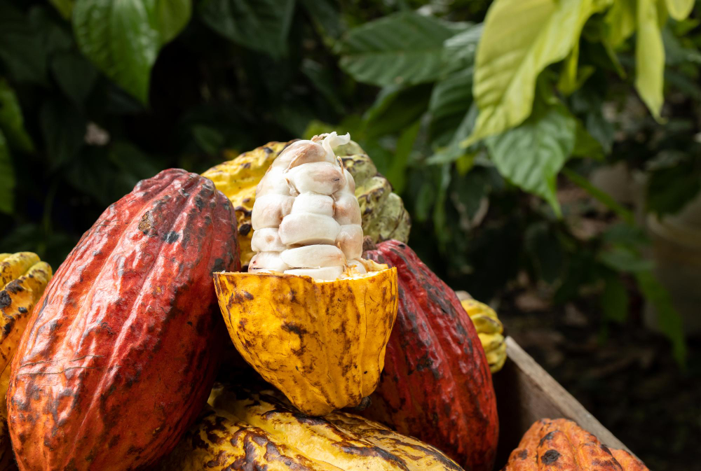 Kakaové boby jsou zdraví značně prospěšné