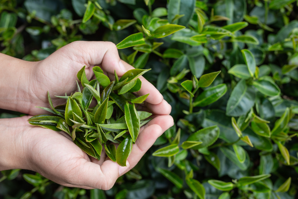 Zelený čaj patří mezi oblíbené doplňky stravy na hubnutí