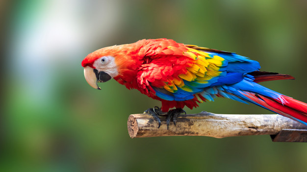 V rámci návštěvy zoologické zahrady můžete obdivovat i pestrobarevné papoušky. 