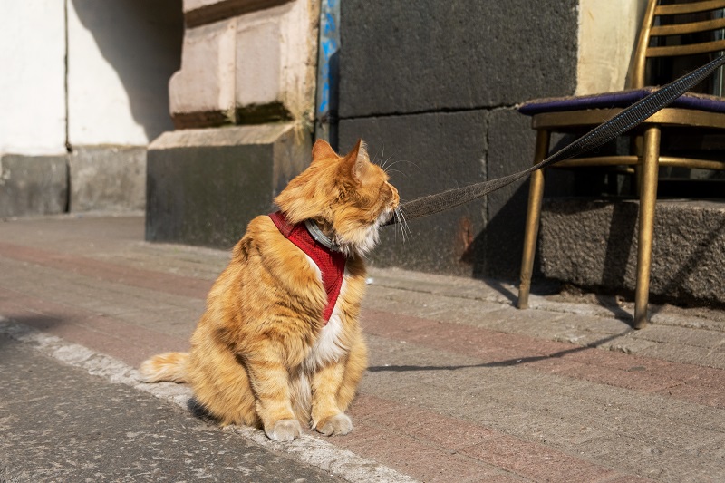 V městském prostředí se mohou cítit kočky na vodítku vystresovaně. 