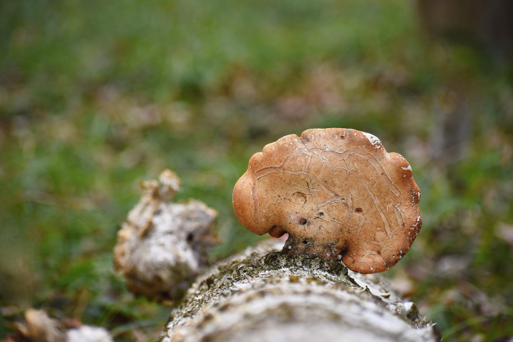 Některé léčivé houby najdete i v českých lesích