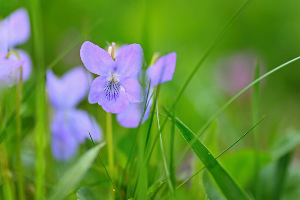 Mezi zajímavé jarní byliny patří i fialka, květy jsou vhodné do čaje i na ozdobu jídel