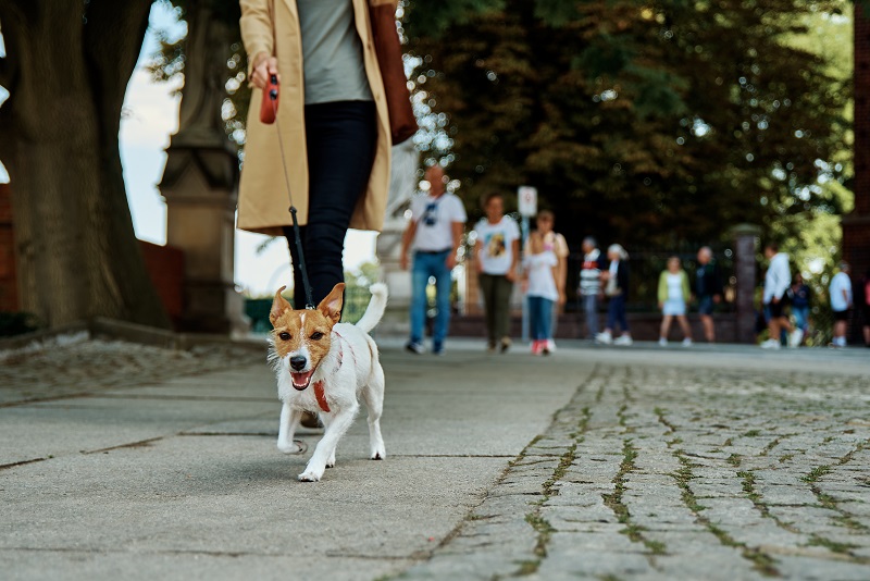 Ve městě je zapotřebí dodržovat určitá pravidla - tedy i psa by měl mít majitel na vodítku. Existují však zóny, kde mohou psi volně pobíhat. Informujte se!