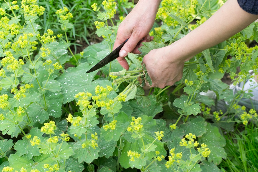 Když je kontryhel obecný v květu, má nejsilnější léčivé účinky. 