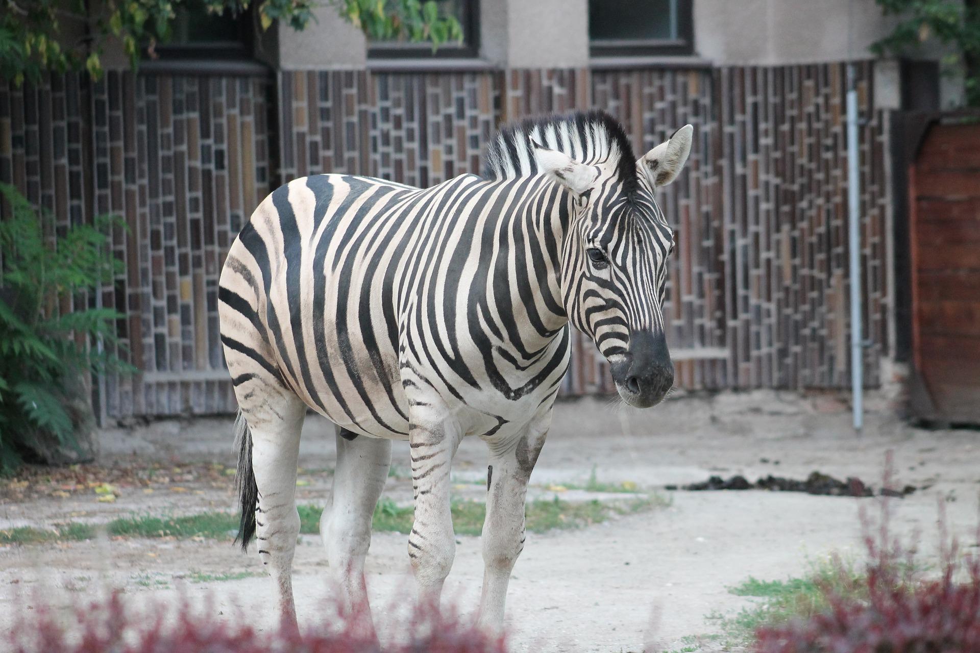 Prohlédněte si zebry v rámci večerní safari projížďky ve Dvoře Králové!
