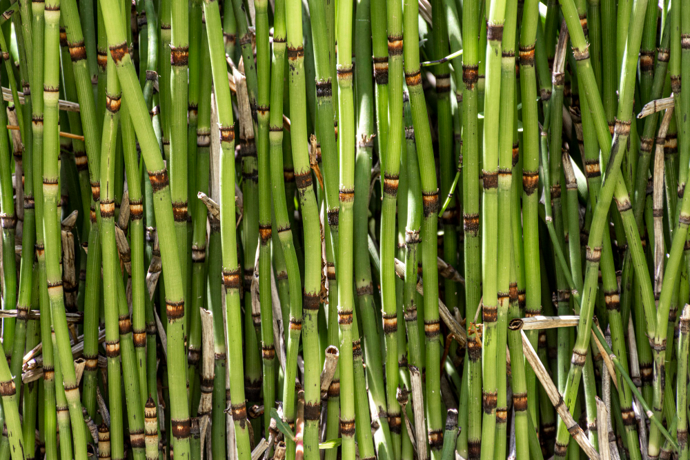 Z bambusu se dá vyrobit prakticky cokoliv